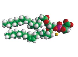 18:1 PS (DOPS) 1,2-Dioleoyl-Sn-Glycero-3-Phospho-L-Serine (Sodium Salt) - 500 Mg - Avanti